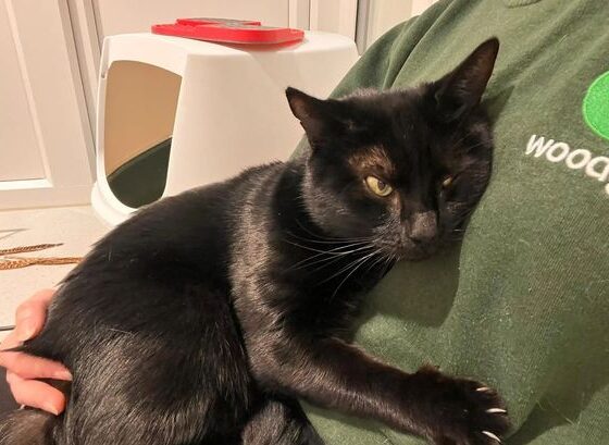 10 cats looking for their forever home in Cambridgeshire for 2026