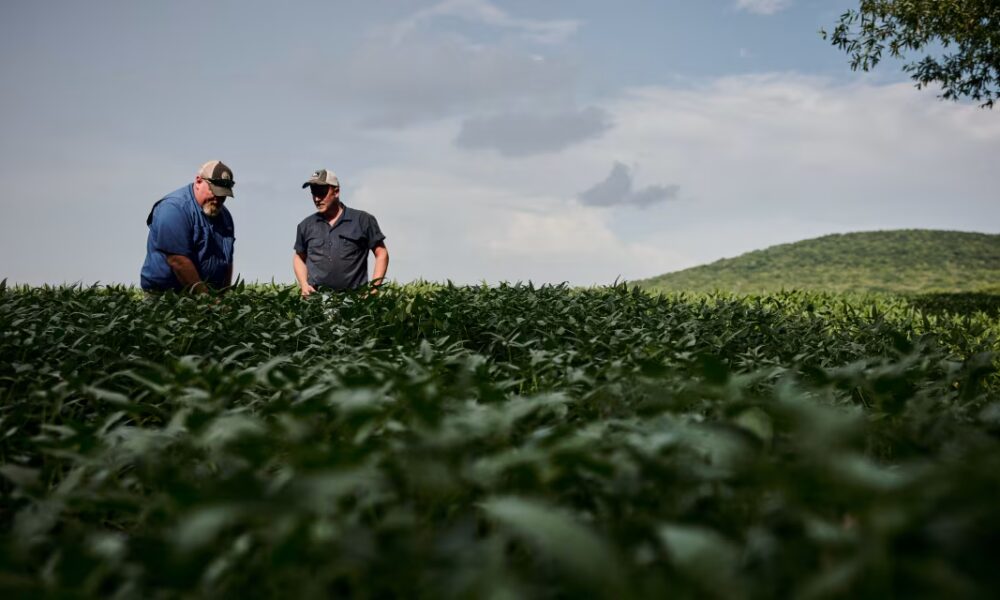 Patrick Thomas hedcut