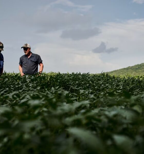 Patrick Thomas hedcut