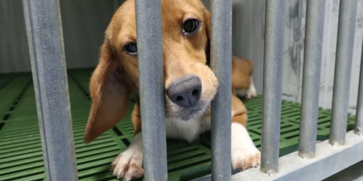 2.64 million animal tests in Great Britain in 2024