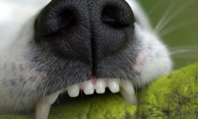 Woman and her dog bitten by Belgian Malinois in Hartlepool