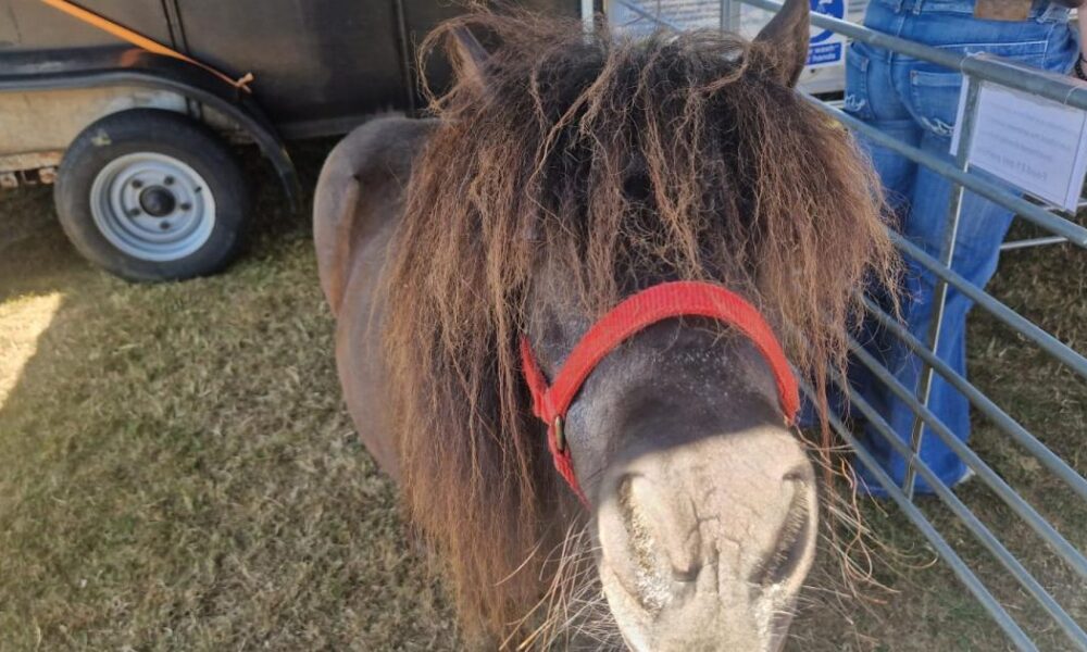 Local support for ‘wonderful’ plan to build outdoor riding arena