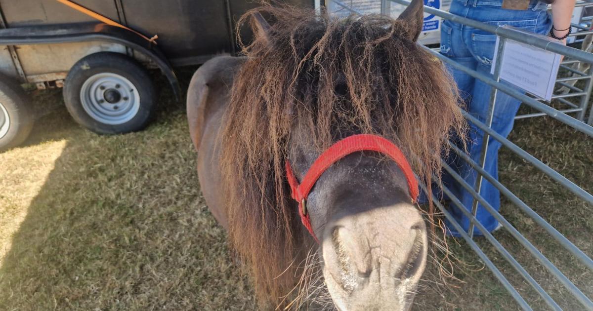 Local support for ‘wonderful’ plan to build outdoor riding arena