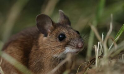 Expert warning as wood mice head into homes this winter