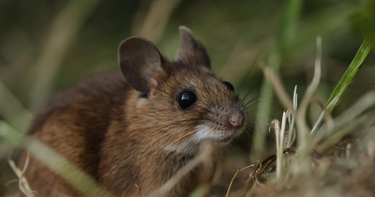 Expert warning as wood mice head into homes this winter