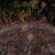 Global grain traders' green pledges face skepticism as deal to protect Brazil's rainforest unravels