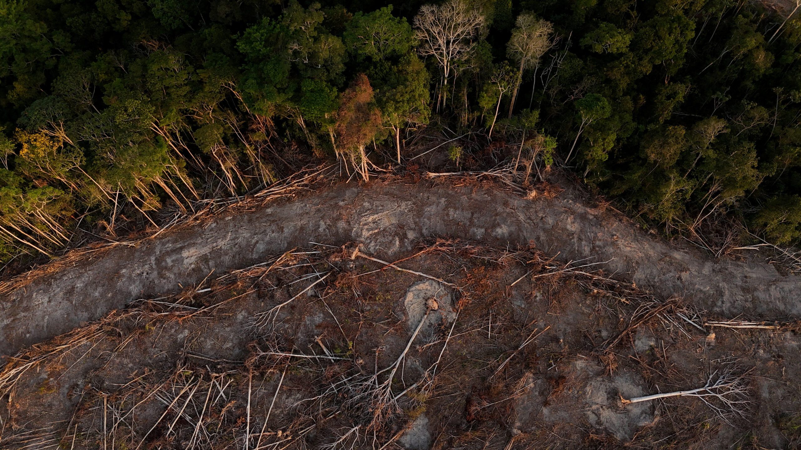 Global grain traders' green pledges face skepticism as deal to protect Brazil's rainforest unravels