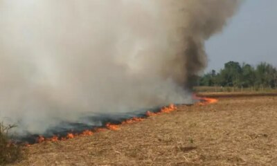 Thai Government Strengthens Regulations on Farm Burning to Reduce PM2.5 Levels