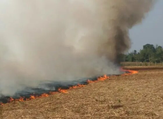 Thai Government Strengthens Regulations on Farm Burning to Reduce PM2.5 Levels