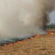Thai Government Strengthens Regulations on Farm Burning to Reduce PM2.5 Levels
