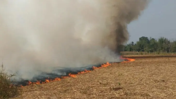 Thai Government Strengthens Regulations on Farm Burning to Reduce PM2.5 Levels