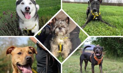 Five dogs spending New Year in Dogs Trust Darlington
