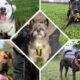 Five dogs spending New Year in Dogs Trust Darlington