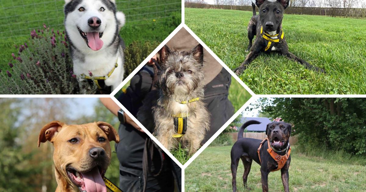 Five dogs spending New Year in Dogs Trust Darlington