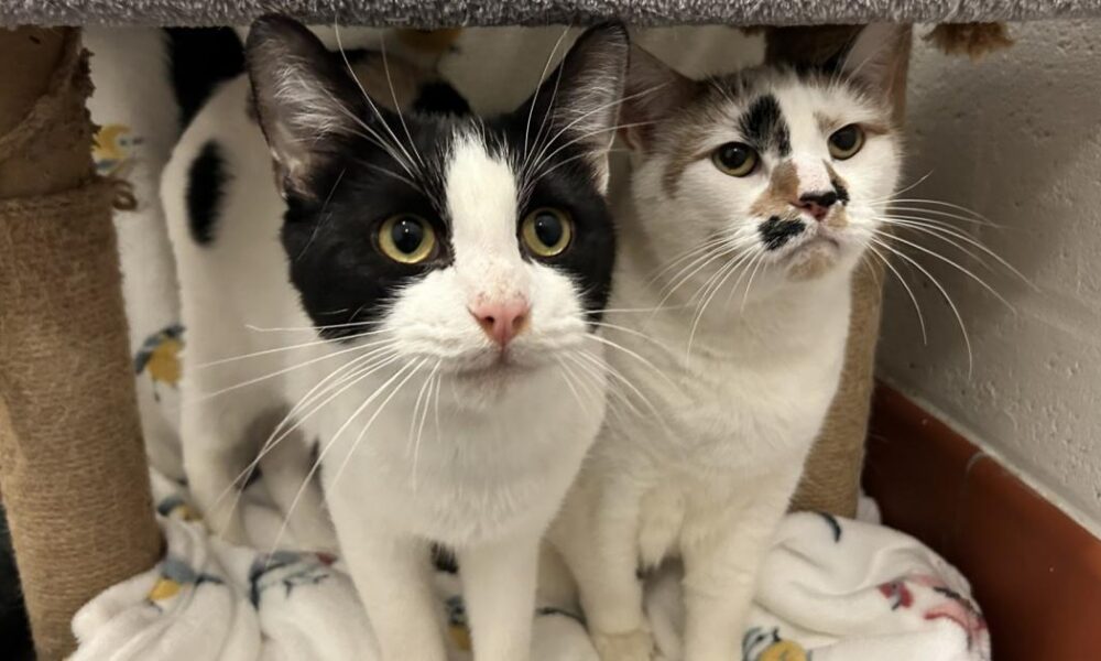 Ruby and Harley, at RSPCA York, are desperate for new home