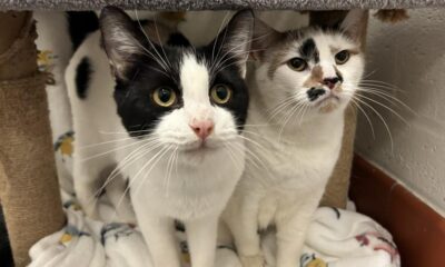 Ruby and Harley, at RSPCA York, are desperate for new home