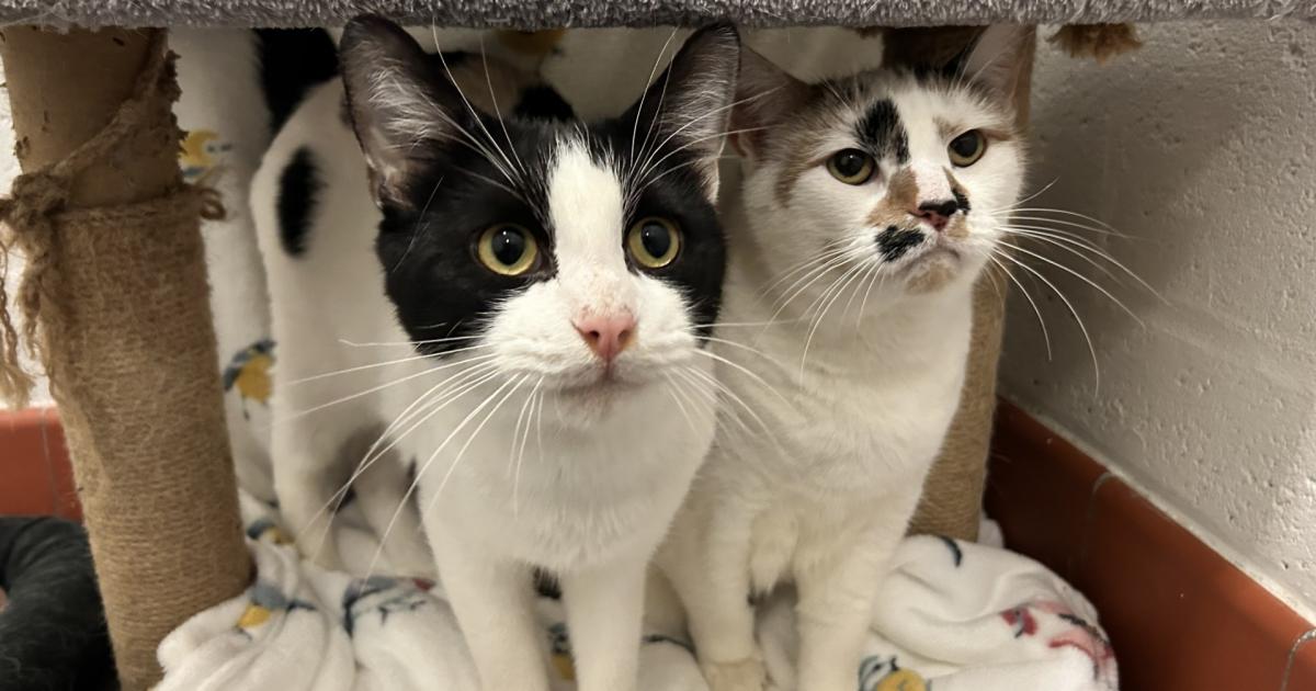Ruby and Harley, at RSPCA York, are desperate for new home