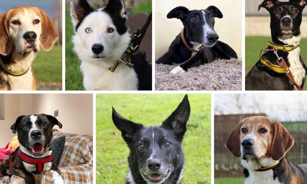 Seven dogs looking for new homes at Dogs Trust Darlington