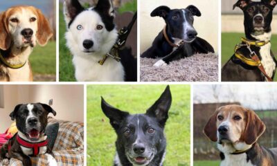 Seven dogs looking for new homes at Dogs Trust Darlington