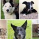Seven dogs looking for new homes at Dogs Trust Darlington