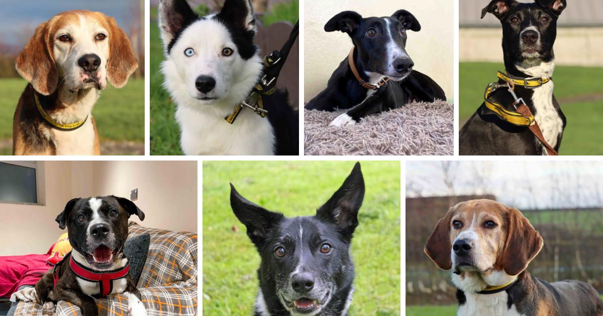 Seven dogs looking for new homes at Dogs Trust Darlington