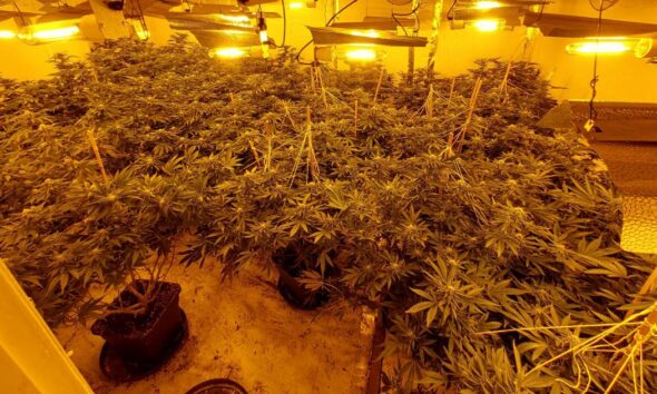 Plant in window tips police to Bishop Auckland cannabis grow