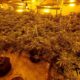 Plant in window tips police to Bishop Auckland cannabis grow