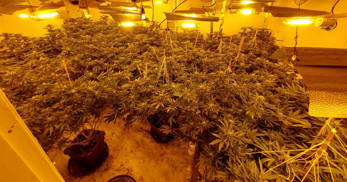 Plant in window tips police to Bishop Auckland cannabis grow