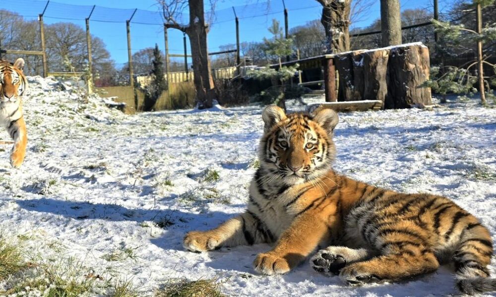 Watch tiger cubs enjoy snow day at Knowsley Safari Park