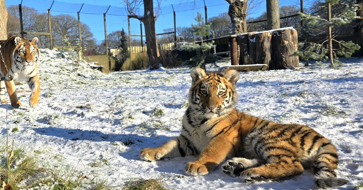 Watch tiger cubs enjoy snow day at Knowsley Safari Park