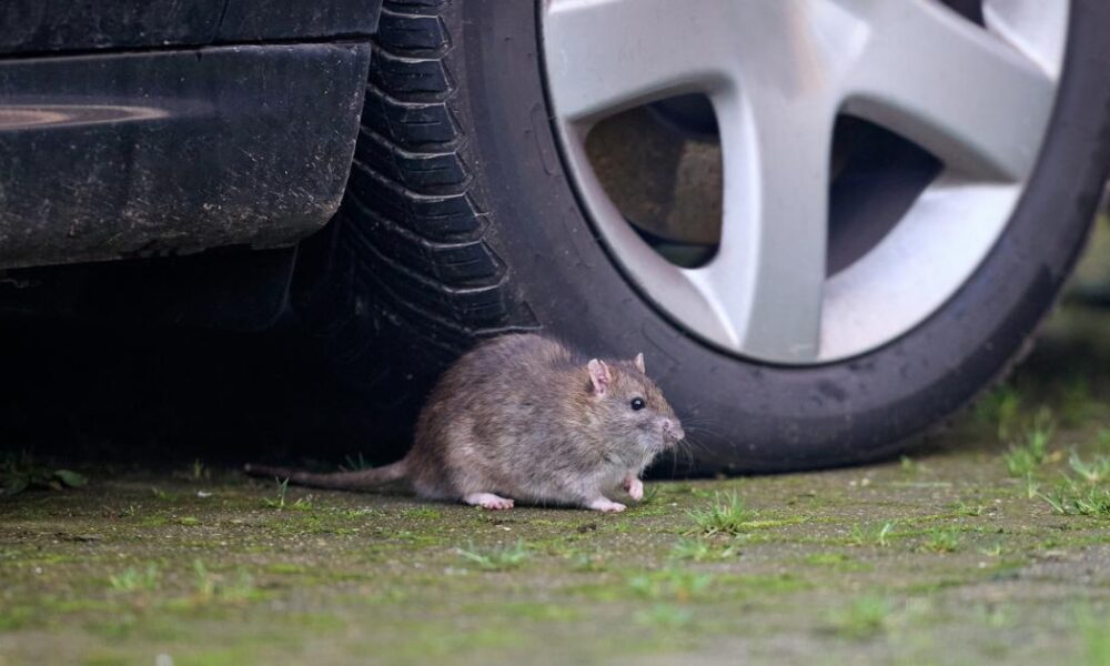 Motorists warned rat infestations in cars are increasing
