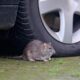 Motorists warned rat infestations in cars are increasing