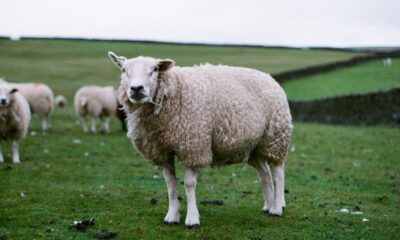 Fire crews rescue sheep trapped under boat trailer