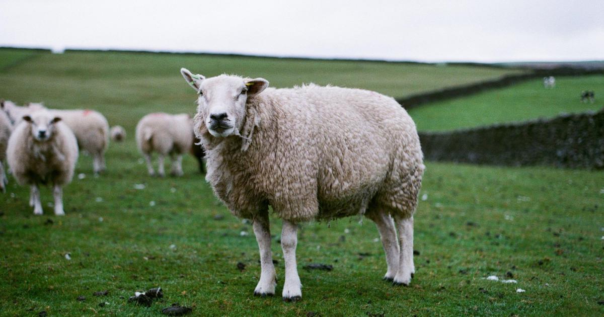 Fire crews rescue sheep trapped under boat trailer