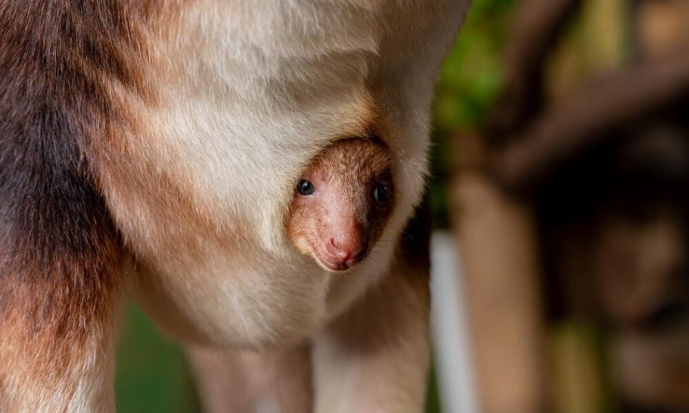 Chester Zoo announces tree kangaroo joey in mum's pouch