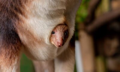 Chester Zoo announces tree kangaroo joey in mum's pouch