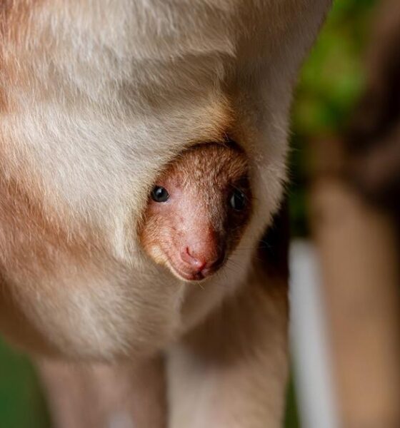 Chester Zoo announces tree kangaroo joey in mum's pouch