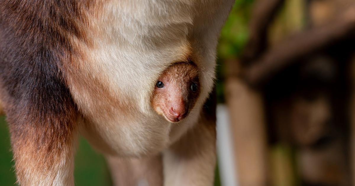Chester Zoo announces tree kangaroo joey in mum's pouch