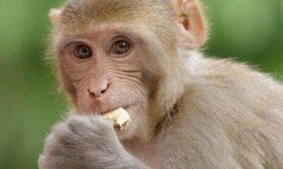 Primate owners licence - East Riding of Yorkshire Council