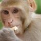 Primate owners licence - East Riding of Yorkshire Council