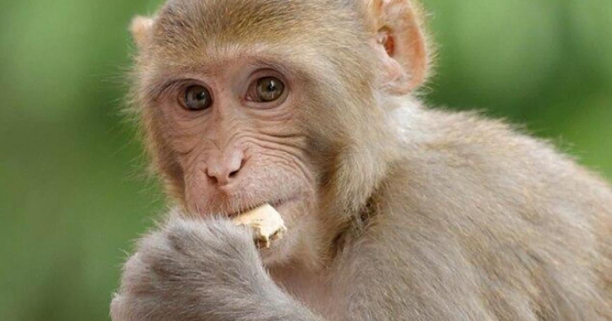 Primate owners licence - East Riding of Yorkshire Council