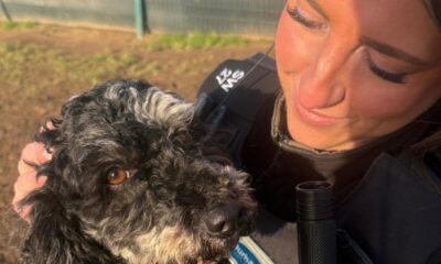 Dog abandoned in Stanley reunites with council rescuers