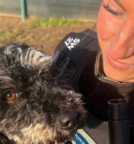 Dog abandoned in Stanley reunites with council rescuers