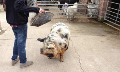 People 'travelling across region for Big Sheep & Little Cow, Bedale