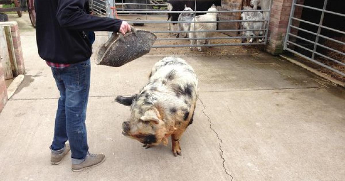 People 'travelling across region for Big Sheep & Little Cow, Bedale