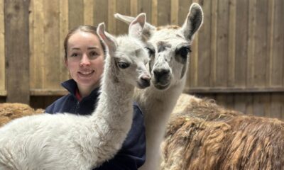 Smithills Open Farm welcomes adorable baby llama Potato