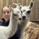 Smithills Open Farm welcomes adorable baby llama Potato