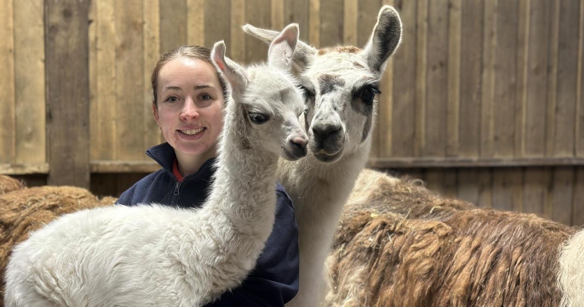 Smithills Open Farm welcomes adorable baby llama Potato