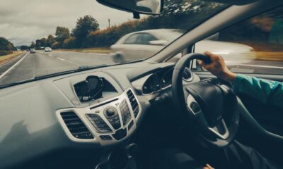 Drivers warned of increased road collision risk due to foxes