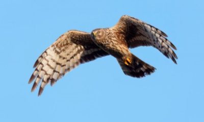 North Yorkshire gamekeeper fined for targeting hen harriers